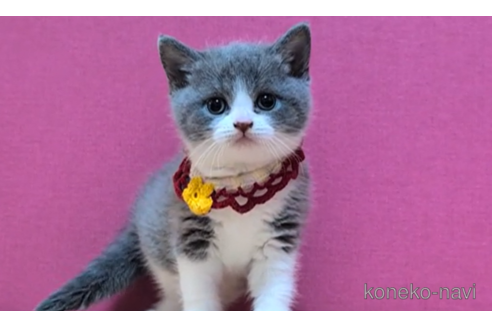 成約済の東京都のスコティッシュフォールド-101304の2枚目